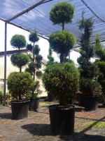 /album/%cf%84%ce%bf-%ce%ba%ce%b1%cf%84%ce%ac%cf%83%cf%84%ce%b7%ce%bc%ce%b1/img-3114-jpg/